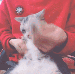 640 (3).gif