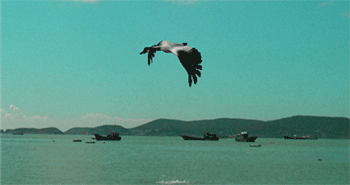 鸟动图.gif